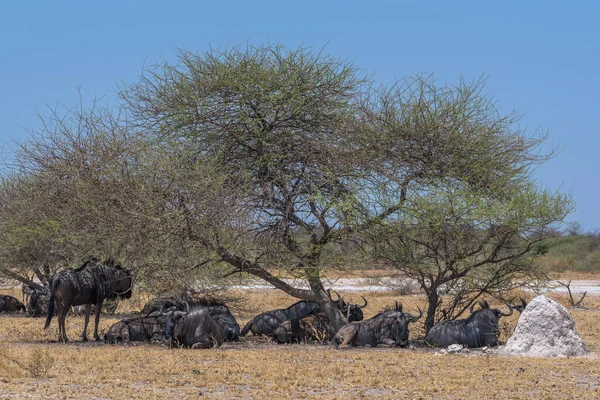 Gnus Sombra Uma Árvore Acácia Parque Nacional Nxai Pan Botsuana — Fotografia de Stock