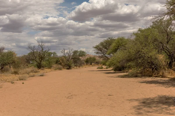 Dry Riverbed South Karibib Erongo Namibia — Fotografia de Stock