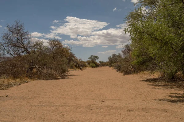 Dry Riverbed South Karibib Erongo Namibia — ストック写真