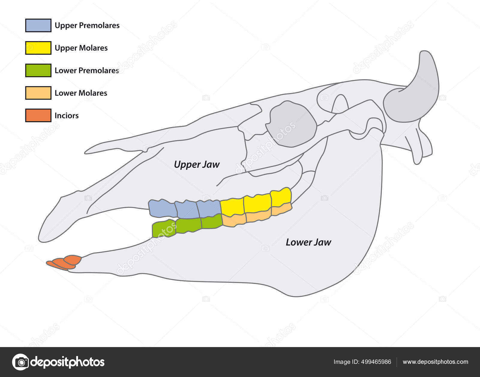 Construcción Diente Ganado Fórmula Dental Vector de stock 499465986 de ©Lesniewski