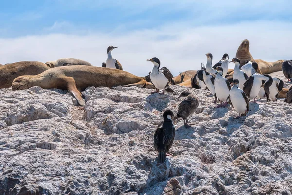 Otaries Colonie Cormorans Sur Côte Argentine Patagonie — Photo