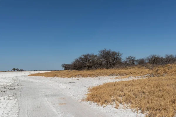 Nxai Pan Ulusal Parkı 'nın tuzlu tavası, Botswana
