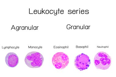 Leukocyte series  on a white clipart