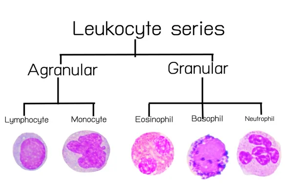 Série leucocitária ou glóbulos brancos — Fotografia de Stock