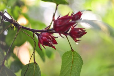 Bulanık arkaplanda yeşil bitkiler.