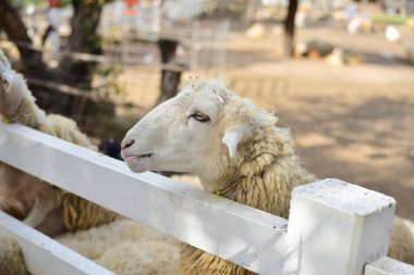 Çiftlik arazisinde koyun sürüsü.