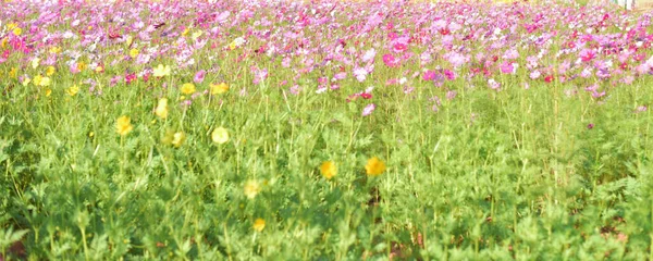 Fermer Fleurs Fond Nature — Photo