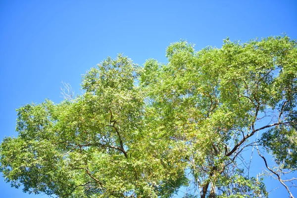 Close Alberi Verdi Nella Foresta — Foto Stock