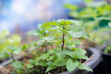 Grup Yeşil doğa kağıdı..