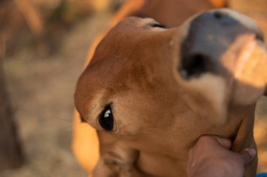 Tayland 'da Hayvan Kahverengi İnek.