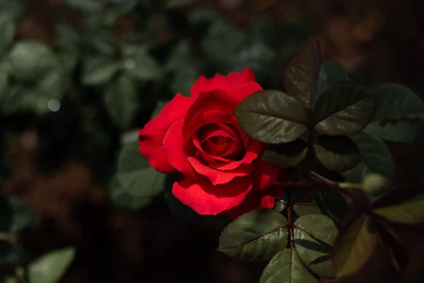 Fiori Rosa Rossa San Valentino Scuro — Foto Stock