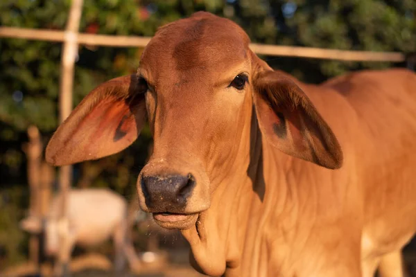 Animal Brown Cow Thailand — Stock Photo, Image