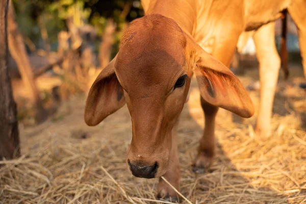 Animal Brown Cow Thailand — Stock Photo, Image