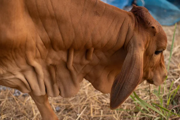 Animal Brown Cow Thailand — Stock Photo, Image