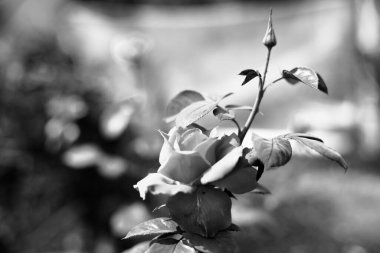 Bahçedeki gül arka planda bulanık.