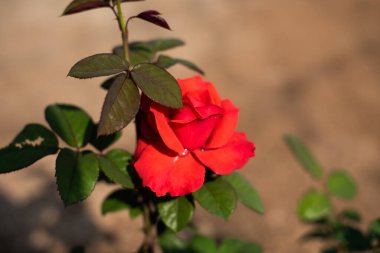 Bahçedeki gül arka planda bulanık.