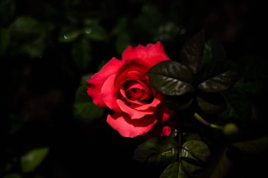 Bahçedeki gül arka planda bulanık.