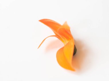 Doğada Oraneg Butea monosperma çiçekleri.