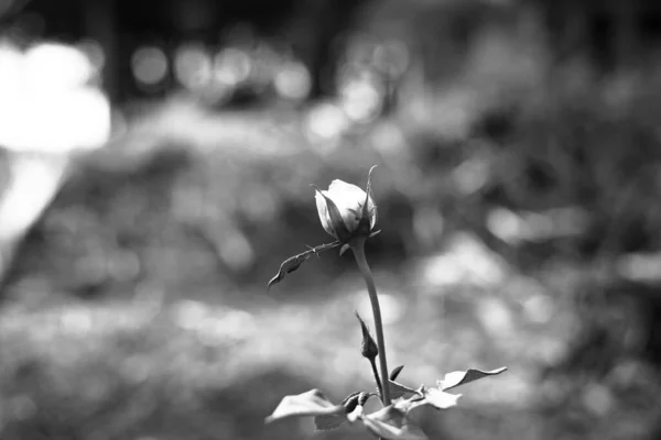 Rose Dans Jardin Sur Fond Flou — Photo