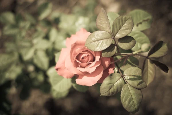 Rosa Giardino Sfondo Sfocato — Foto Stock