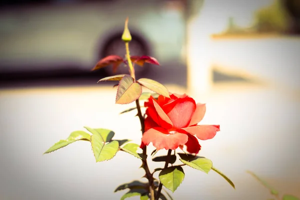 Rosa Giardino Sfondo Sfocato — Foto Stock