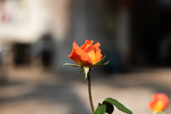 背景模糊的花园中的玫瑰 — 图库照片