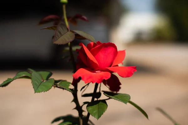 Rose Zahradě Rozmazané Pozadí — Stock fotografie