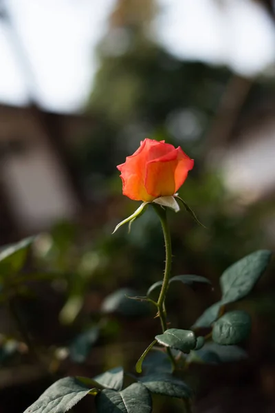 Rosa Giardino Sfondo Sfocato — Foto Stock