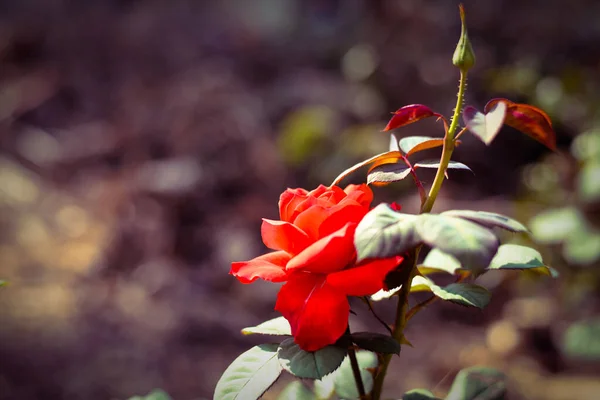 背景模糊的花园中的玫瑰 — 图库照片