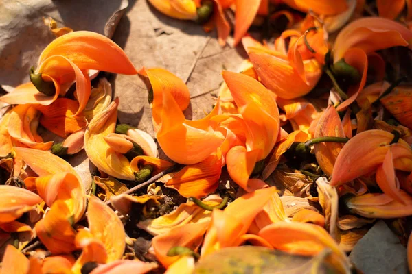 Oraneg Butea Monosperma Květiny Přírodě — Stock fotografie