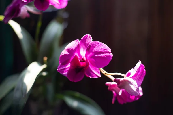 Закрыть Фиолетовые Цветы Орхидеи Природе — стоковое фото