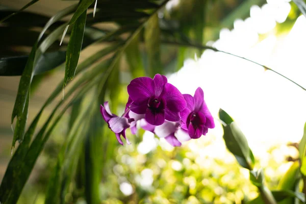 Zavřít Fialové Orchidej Květiny Přírodě — Stock fotografie