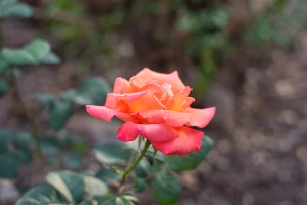 Rose Zahradě Rozmazané Pozadí — Stock fotografie
