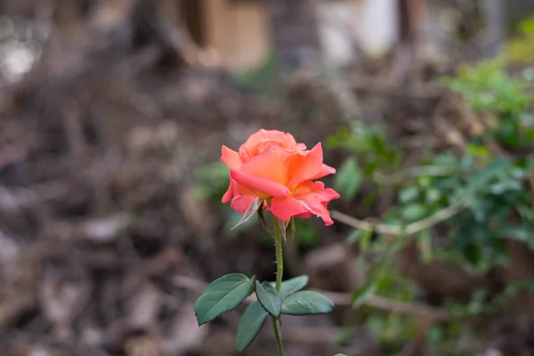 Τριαντάφυλλο Στον Κήπο Φόντο Θαμπάδα — Φωτογραφία Αρχείου