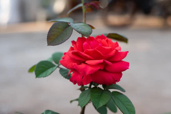 Rosa Giardino Sfondo Sfocato — Foto Stock