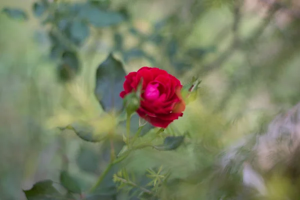 Rose Zahradě Rozmazané Pozadí — Stock fotografie