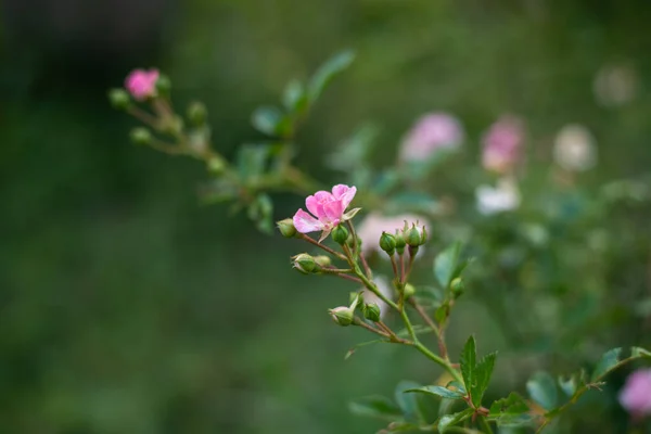 Rose Zahradě Rozmazané Pozadí — Stock fotografie