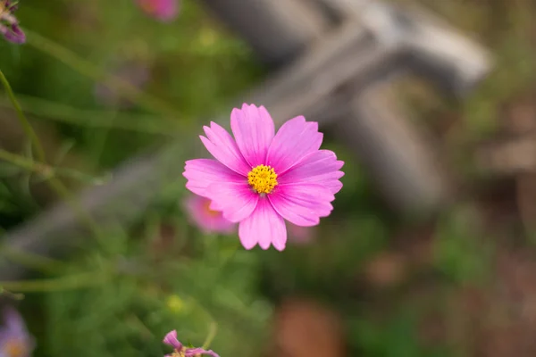 Închideți Floarea Starburst Natură — Fotografie, imagine de stoc