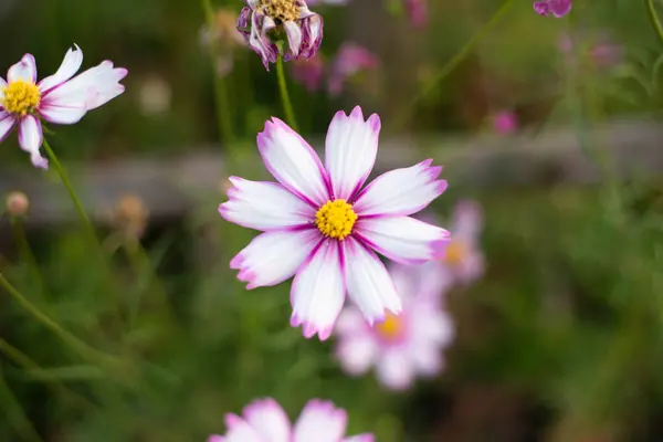 Închideți Floarea Starburst Natură — Fotografie, imagine de stoc