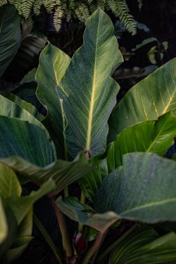 Koyu yeşil bitkiler.