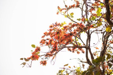 Beyaz arka planda, doğada monosperma ağaçları.