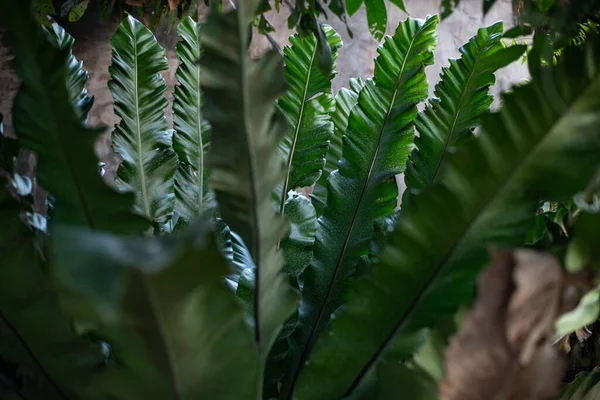 Dark Green Plants Nature — Stock Photo, Image