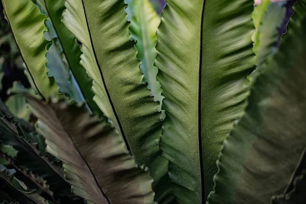 Dunkelgrüne Pflanzen Der Natur — Stockfoto