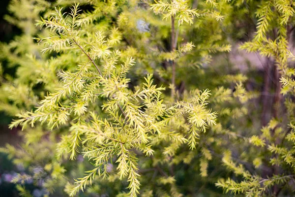 Dark Green Plants Nature — Stock Photo, Image