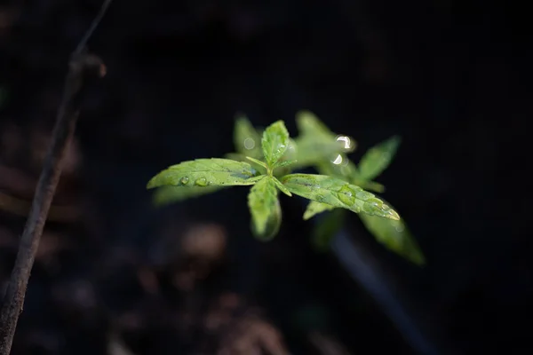 Plantes Vertes Marijuana Dans Concept Herbe — Photo