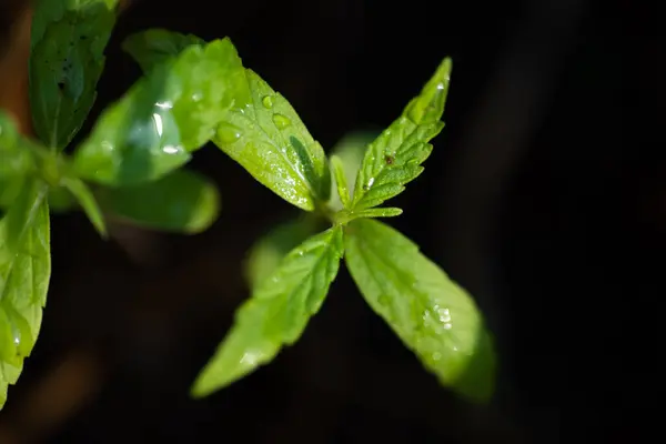 Plantes Vertes Marijuana Dans Concept Herbe — Photo