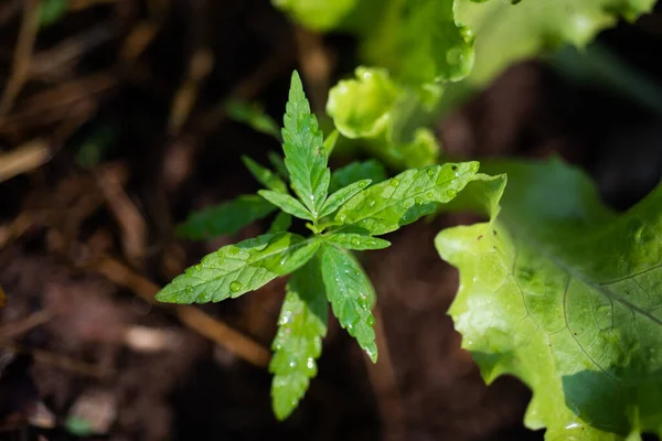 Πράσινα Φυτά Μαριχουάνας Στην Έννοια Βότανο — Φωτογραφία Αρχείου