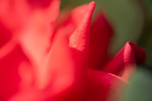 Close Rose Flowers Texture Valentine Day Concept — Stock Photo, Image