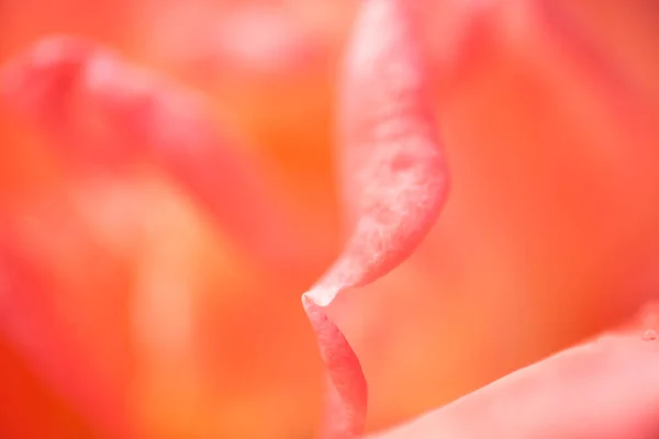 Close Rosa Flores Textura Conceito Dia Dos Namorados — Fotografia de Stock