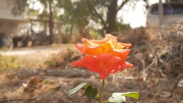 Rozenbloemen Natuur Valentijnsdag Concept — Stockvideo